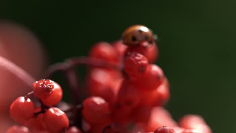 Europäischer-Siebenpunkt-Marienkäfer,-Der-Auf-Reifen-Früchten-Der-Eschenbeere-Kriecht.-Makro-Marienkäfer