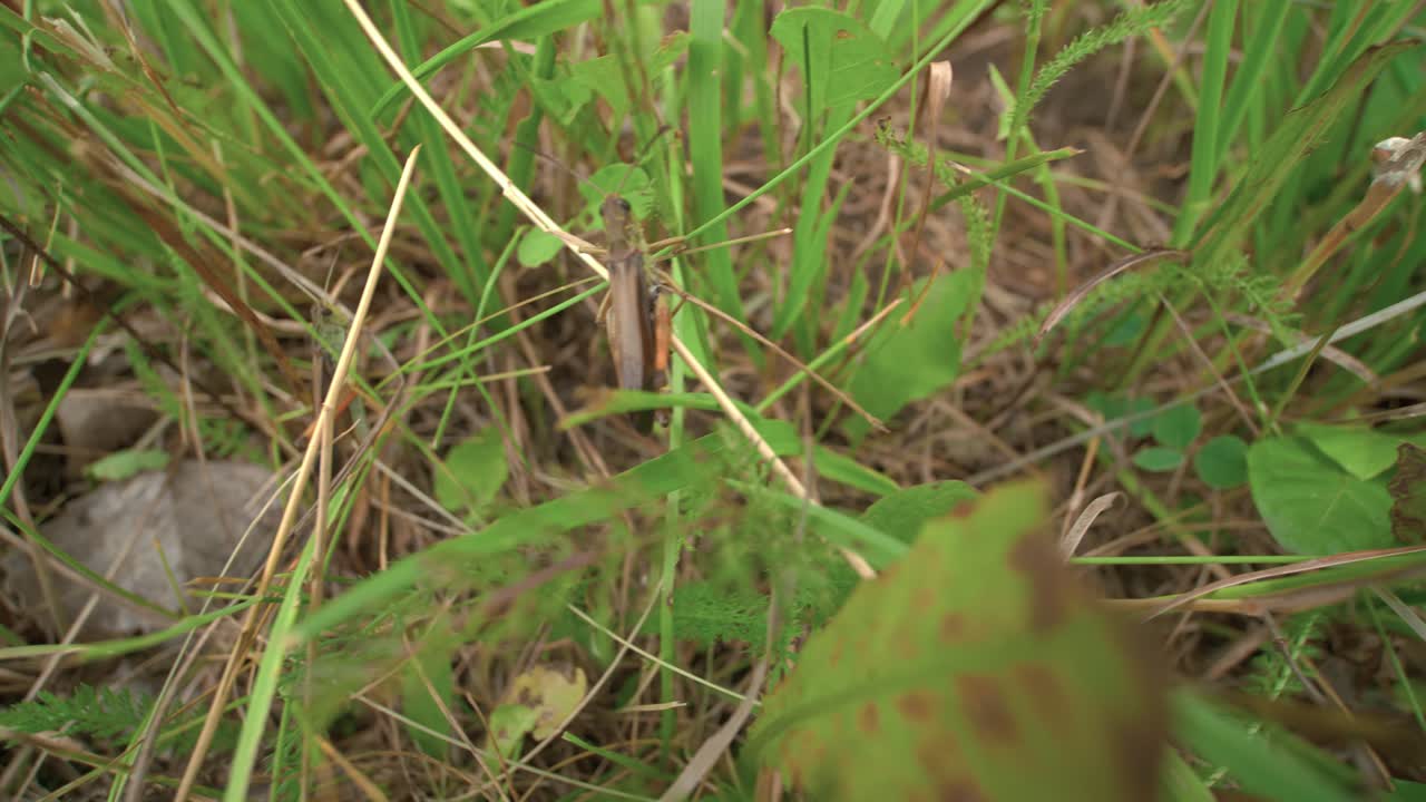 Close up of some grasshoppers jumping around together in a patch of green grass