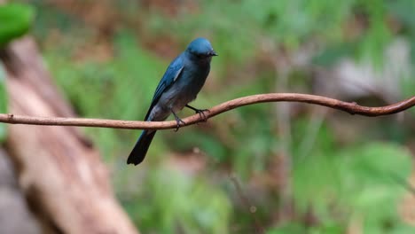 perched on a vine then tilts it's head to look towards the camera as it zooms out, verditer flycatcher eumyias thalassinus female, thailand