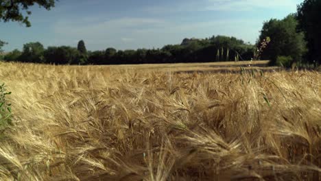 filed of wheat in june. tuscany, italy