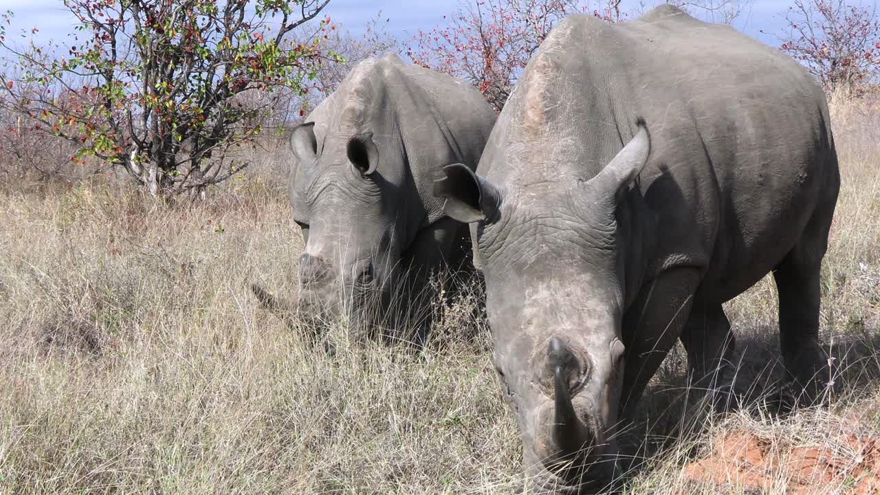 자연 보호 구역에서 잔디를 먹는 흰 코뿔소의 커플을 닫습니다