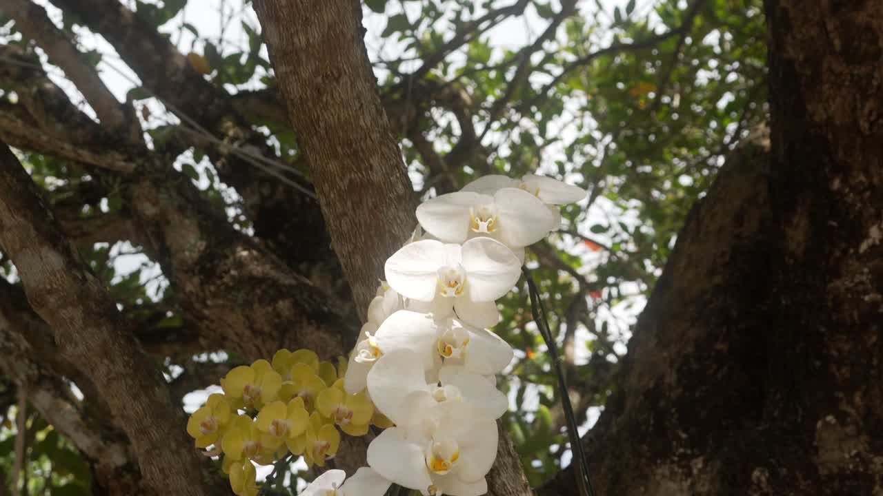 orquídeas en el templo chalong phuket tailandia tiro inclinado