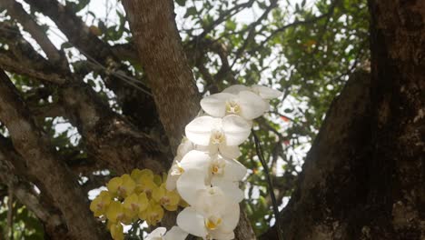 Orchideen-Im-Chalong-Tempel-In-Phuket,-Thailand