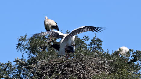 white stork  couple mating on nest in tree