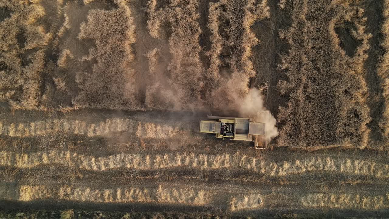 campo de trigo, una cosechadora cosechando trigo en un campo durante el verano, vista de un campo agrícola en pakistán