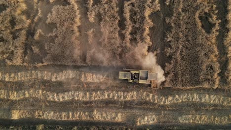campo de trigo, una cosechadora cosechando trigo en un campo durante el verano, vista de un campo agrícola en pakistán