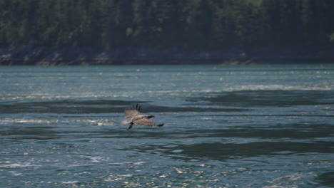 eagle catching fish in the ocean in canada