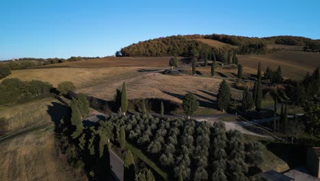 drone push in above small olive tree orchard at bend of tuscan hillside slopes