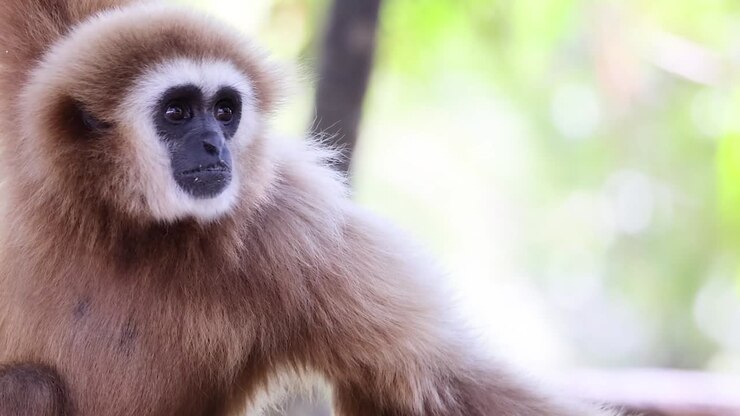 Si vede un gibbone che osserva attentamente l'ambiente circostante tra un fogliame verde vibrante.