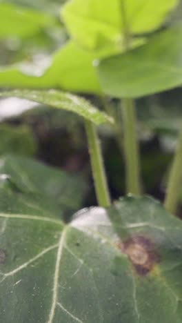 video vertical de primer plano del suelo del bosque con hojas de plantas que crecen