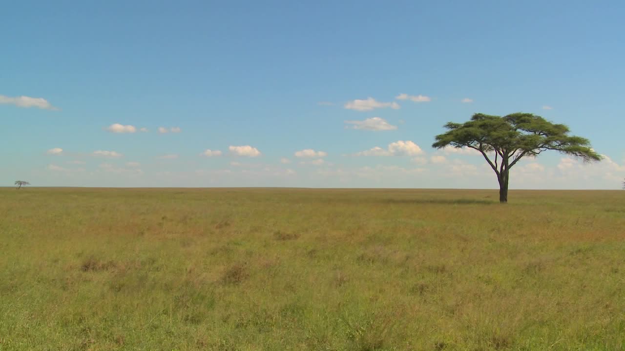 A lonely tree on the Serengeti plain in Africa