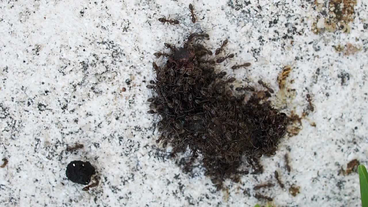 벌레를 먹고 사는 개미 무리