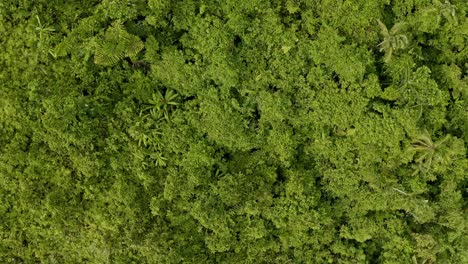vista aérea de arriba hacia abajo de la densa jungla de filipinas