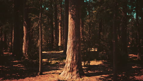 early morning sunlight in the sequoias of mariposa grove