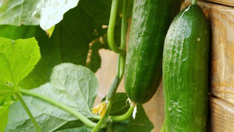 Los-Pepinos-Maduros-Se-Encuentran-En-El-Jardín,-Entre-Las-Hojas-Y-Las-Flores-De-Una-Planta.