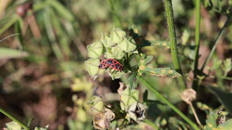 Close-up-shot-of-wild-firebug-resting-on-leaf-of-plants-in-summer