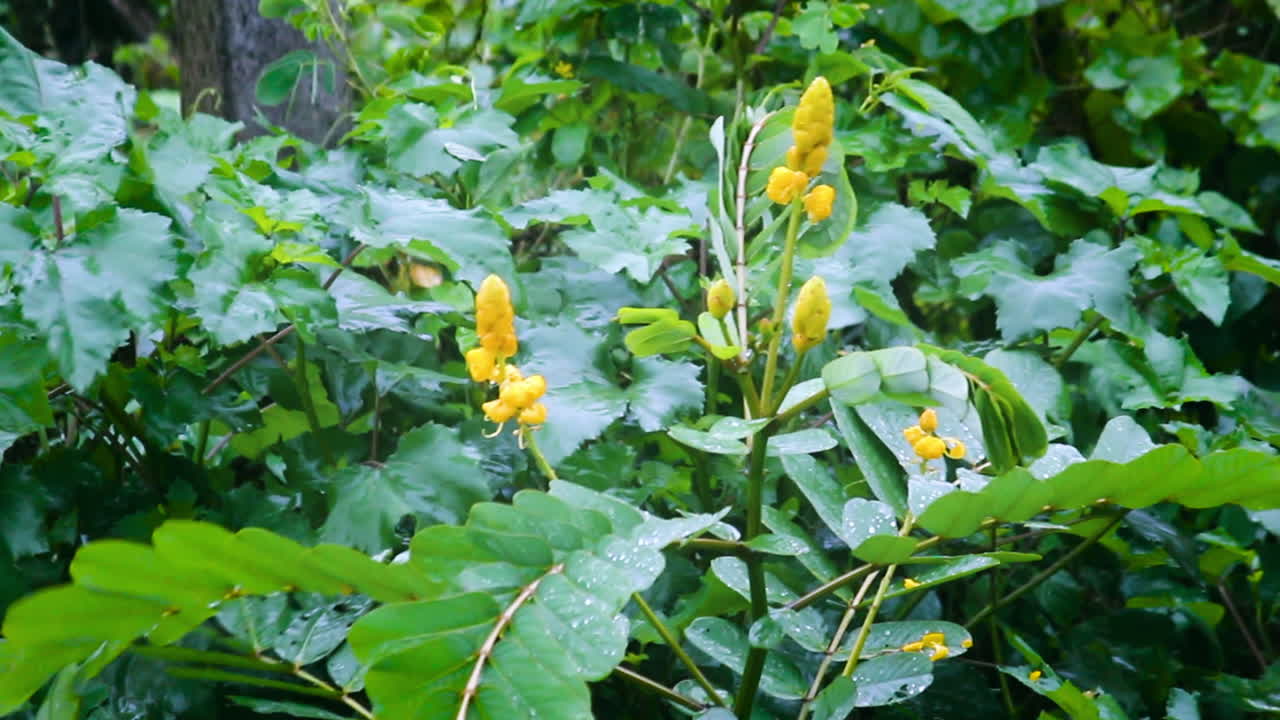 Fresh green plants with yellow flowers swaying in wind during rainy weather. Perfect for nature, monsoon, relaxation, environment and cinematic background use in stock footage projects