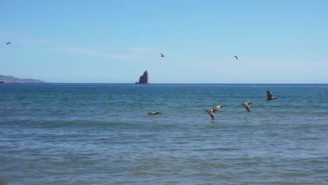 pájaros pelícanos volando con gracia sobre el hermoso paisaje natural del océano
