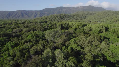 Vista-Aérea-Del-Denso-Bosque-En-La-Reserva-Forestal-De-Kuranda-En-Un-Día-Soleado-En-Queensland,-Australia