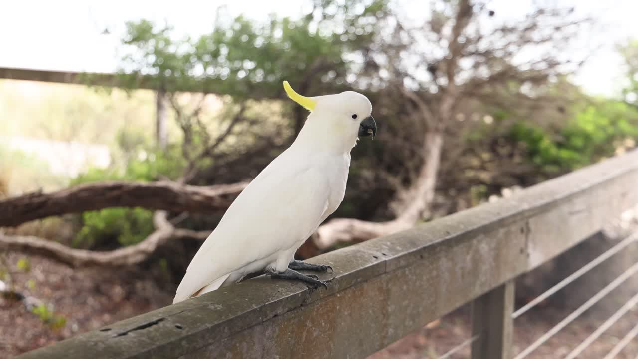 cocatiel posado en una valla de madera al aire libre