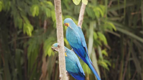 blue-and-yellow macaw clears others to meet its partner on the branch in rainforest, perched closeup in peru’s jungle morning light.