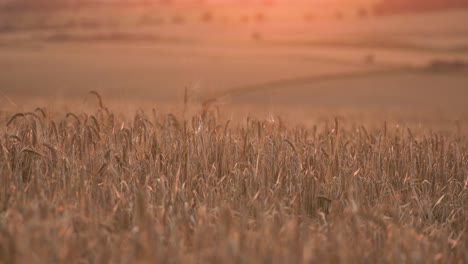 barley crops in the an evening sunset