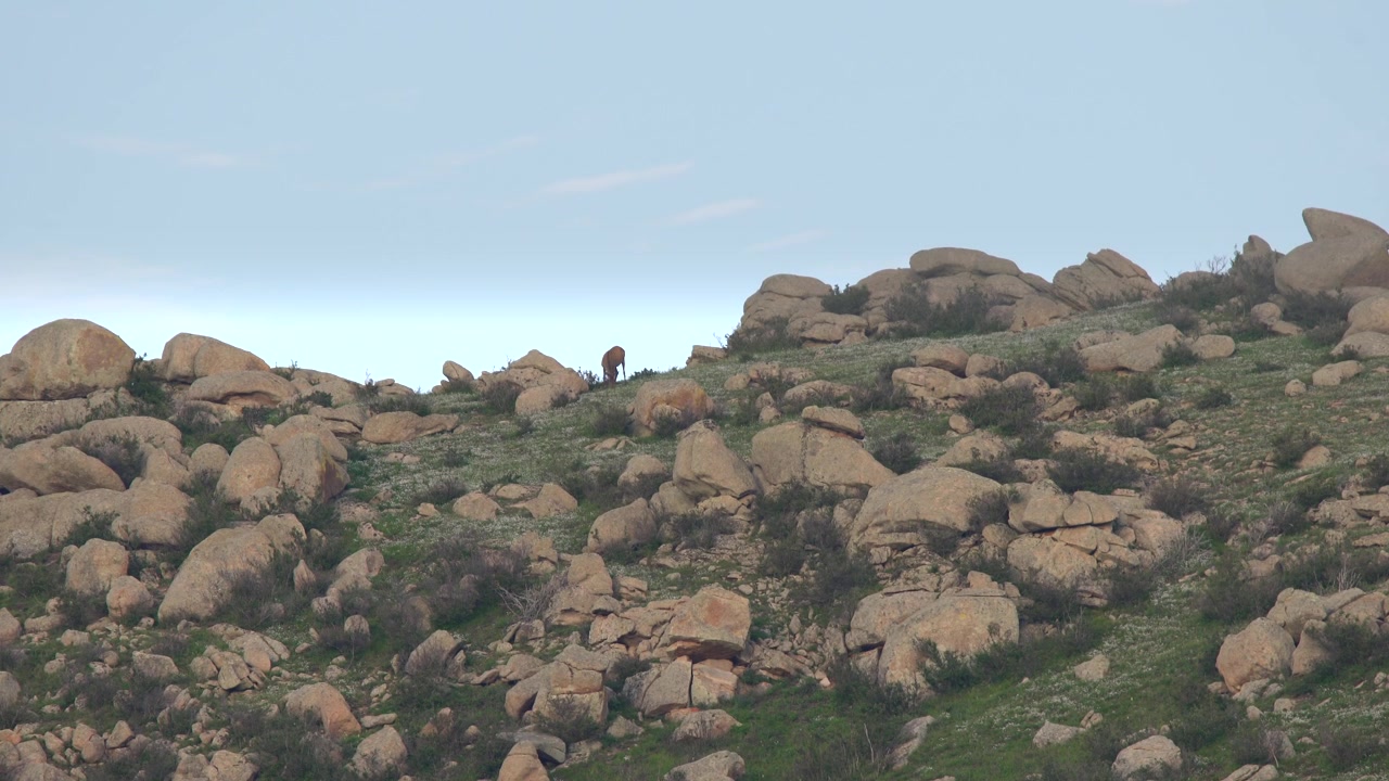 Bighorn Sheep Grazing on a Rocky Hillside