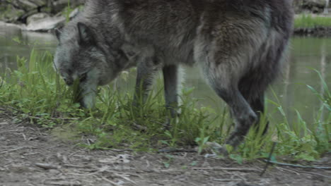 Ein-Wunderschöner-Grauer-Wolf-Läuft-Am-Flussufer-Entlang-Und-Schnüffelt-Am-Boden