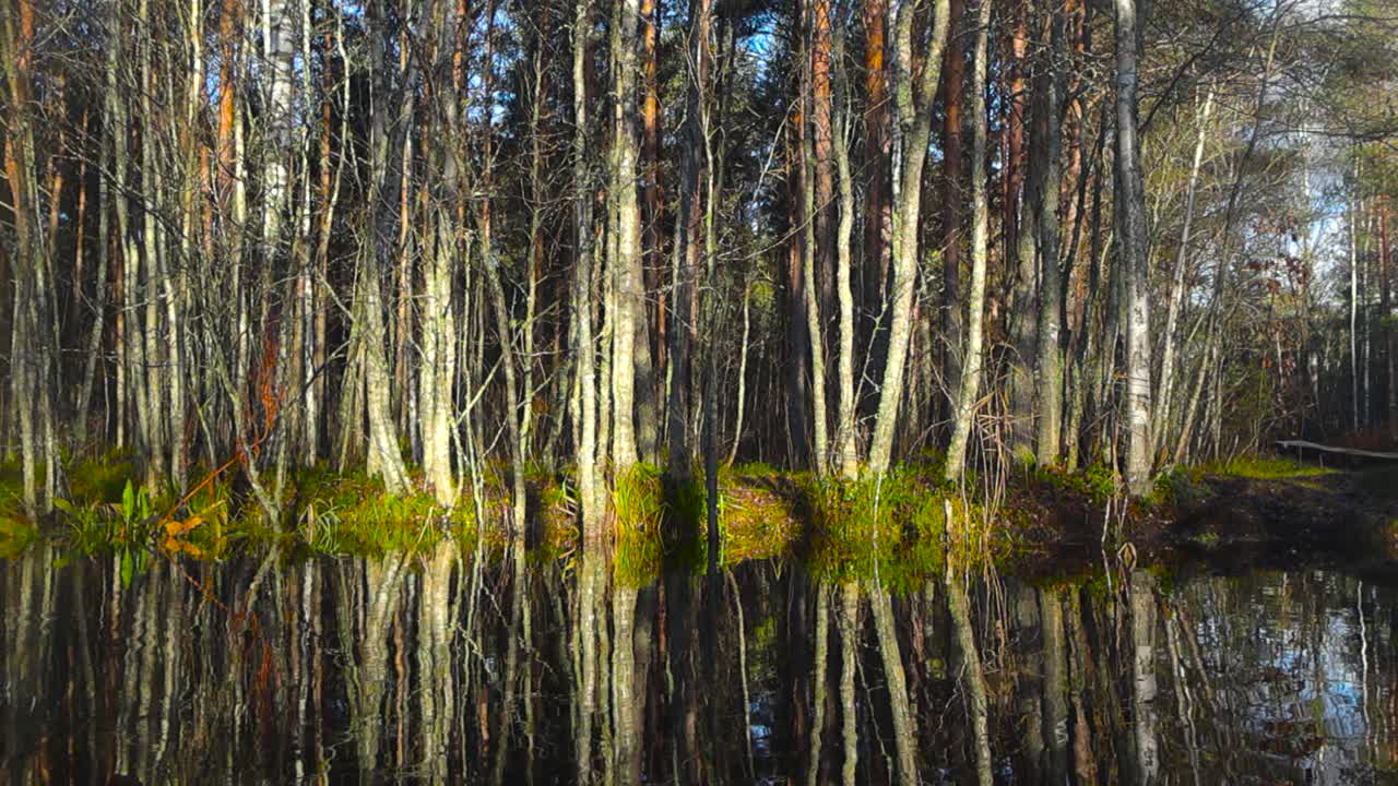 Dark reflective river water or lake in a swamp or a marsh hiking track in Pääsküla bog during autumn time while sun shines. Birch trees and small plants are reflecting on the water that has ripples.
