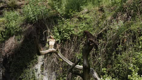 two eagles perched on a branch, with a mountain slope covered in vegetation visible in the background