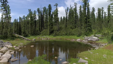 Explora-La-Belleza-Del-Lago-Del-Bosque