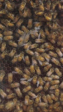 abejas en panal
