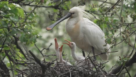 polluelos hambrientos de espátula estiran el cuello hacia el pico de sus padres en el nido - plano completo