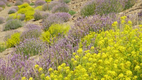 flores púrpuras y amarillas en terreno montañoso en el parque nacional del teide, tenerife, fotografía estática