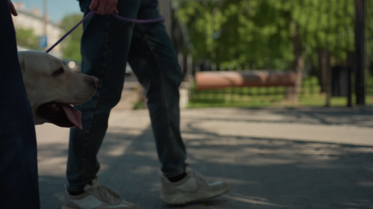 래브라도가 주인 옆에서 쉬고 있고, 근처에는 장난기 넘치는 강아지가 있는 화창한 날이에요. 래브라도 강아지가 따뜻한 여름 공원 보도에서 편안하게 쉬고 있고, 밝고 화창한 공원에서 강아지가 캐주얼한 운동화를 신은 주인 옆에서 헐떡거리고 있어요.