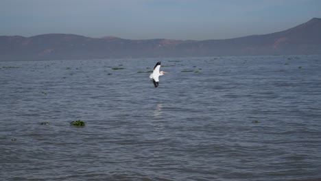 slow motion pelicans swimming and flying at petatan, mexico in the chapala lake
