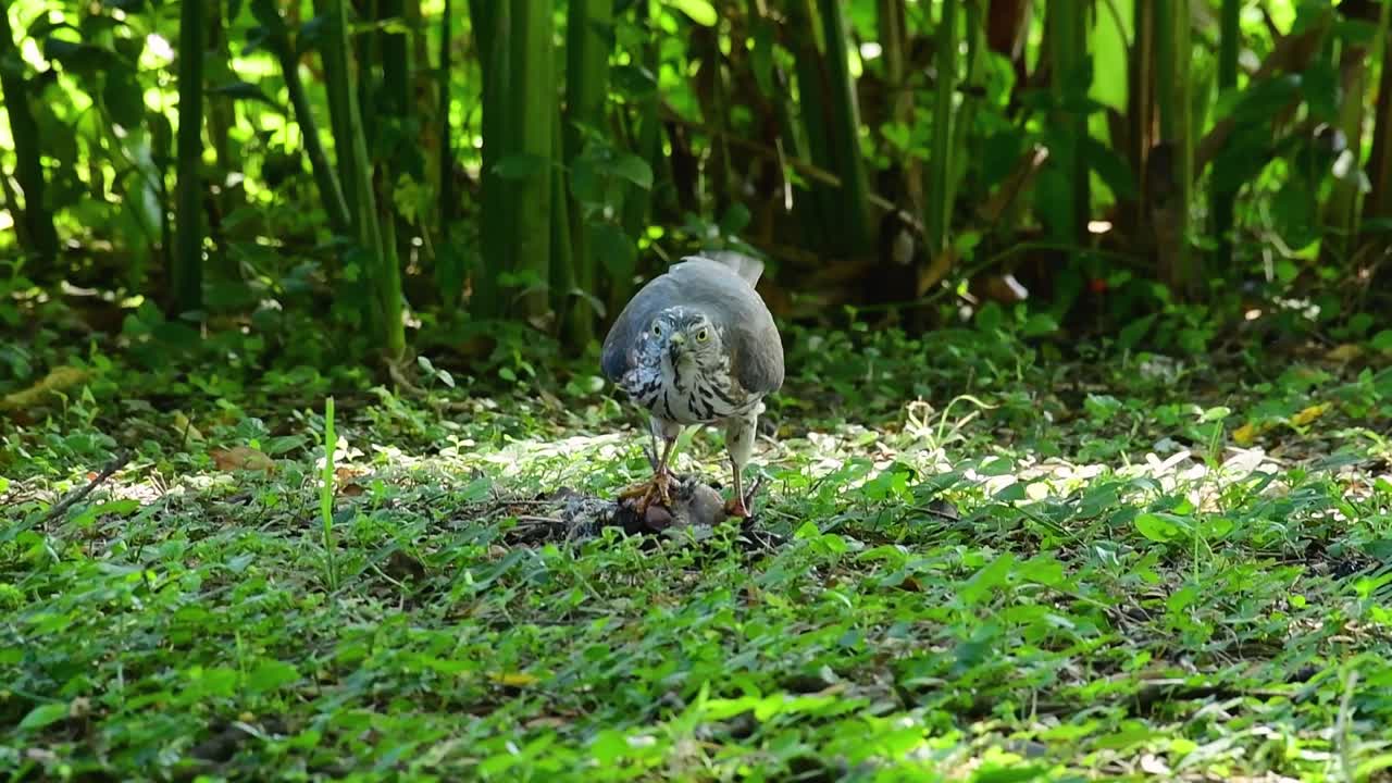 shikra alimentándose de otro pájaro en el suelo, esta ave de rapiña atrapó un pájaro para desayunar y estaba ocupado comiendo, luego se asustó y se fue