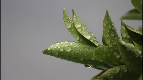 water drops on green leaves