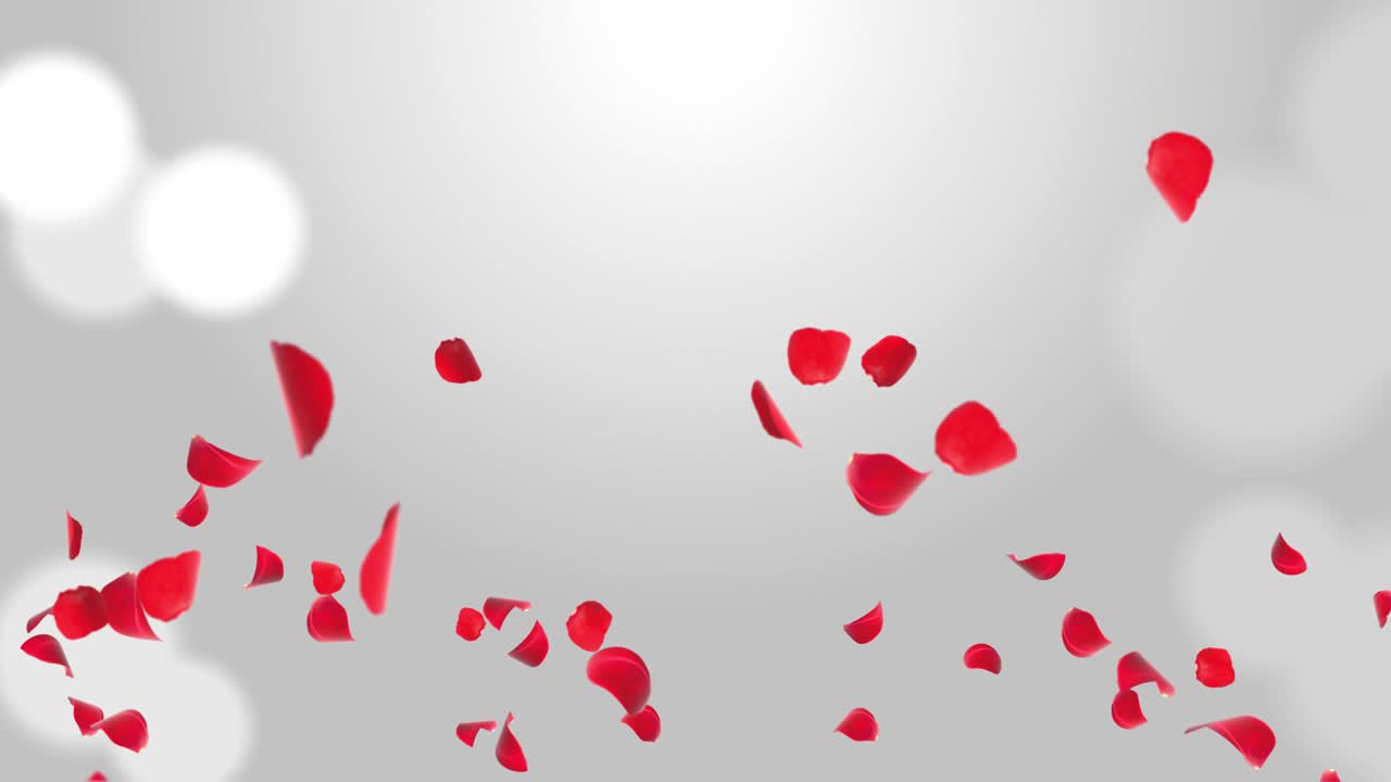 꽃잎이 떨어지고, 분홍색, 장미 꽃잎, 녹색 화면 애니메이션 배경.
