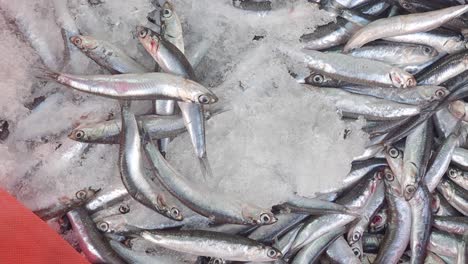 anchoas frescas en hielo en el mercado de pescado