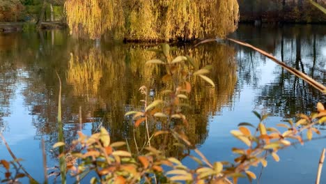 Hintergrund-Eine-Schöne-Aussicht-Auf-Den-See-Mit-Einem-Weinenden-Baum,-Der-Sich-In-Der-Wasseroberfläche-Spiegelt,-Im-Vordergrund-Seepflanzen