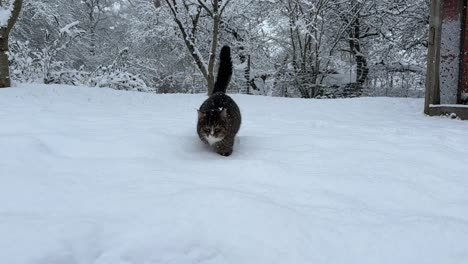 Gato-Caminando-En-La-Nieve-Profunda-En-Invierno-En-Dinamarca