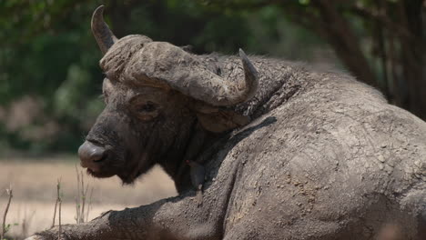 búfalo africano acostado cubierto de barro