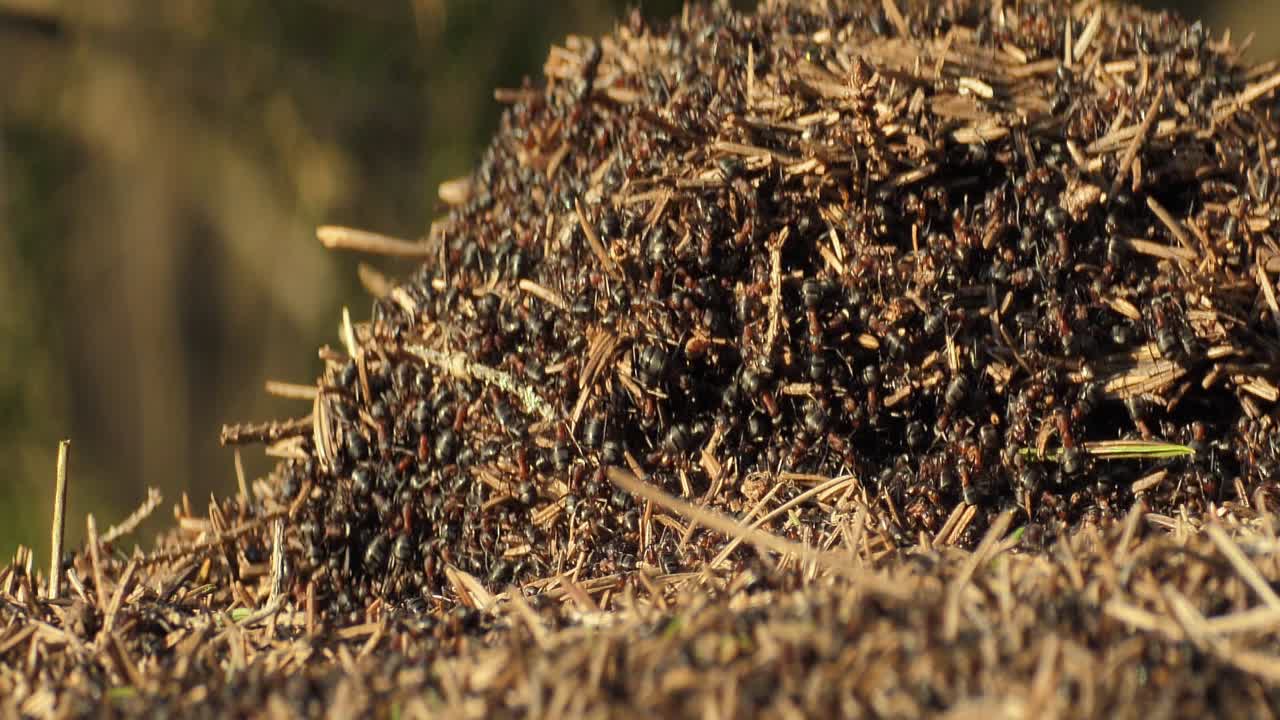 A collective of ants forms an anthill