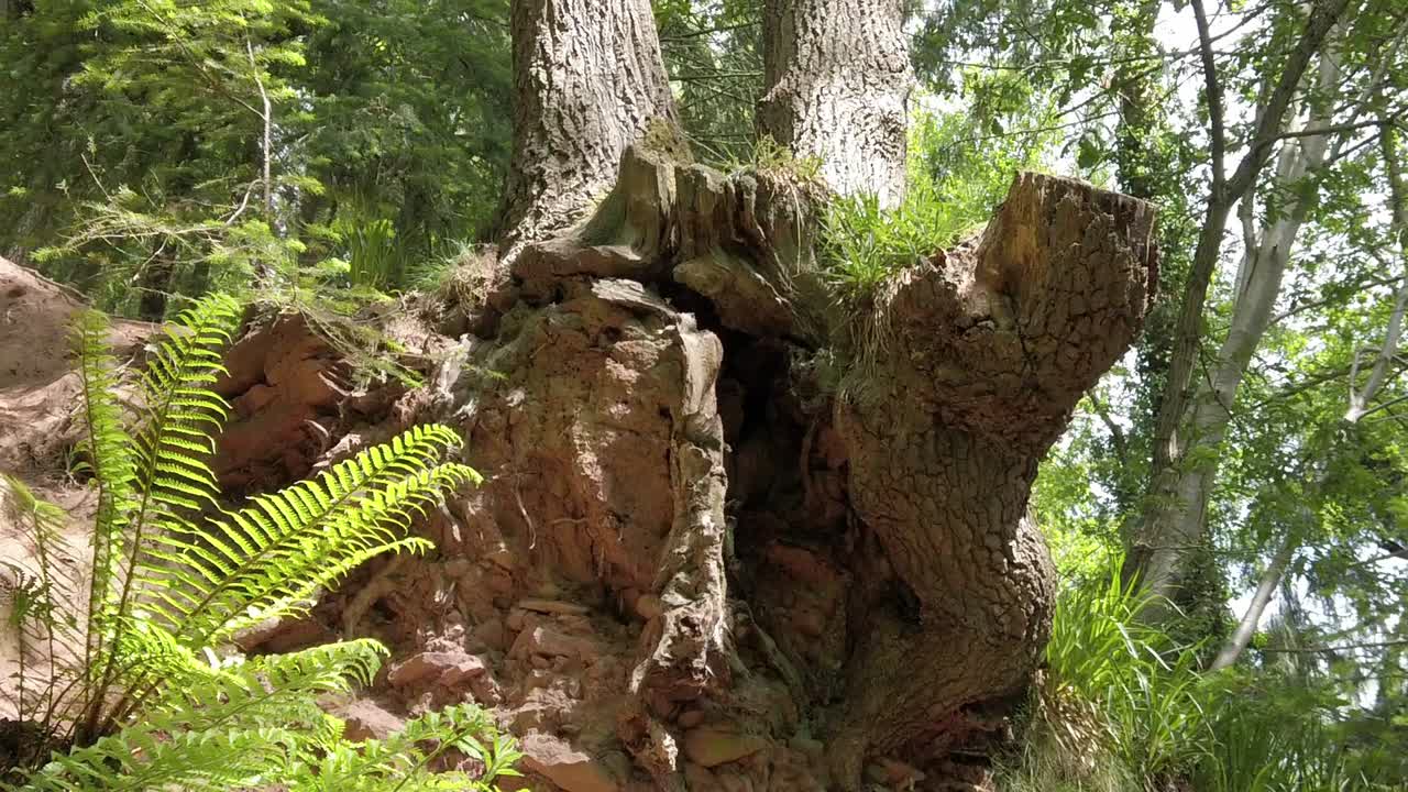 capeado erosionado bosque tronco árbol helecho raíz naturaleza campo sendero pasando a la derecha