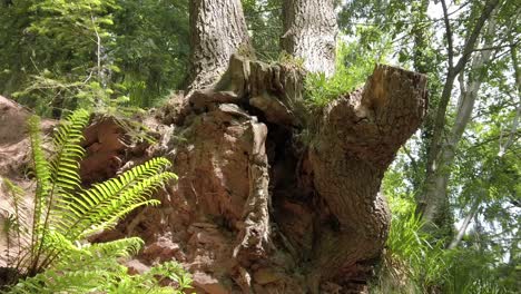 Verwitterter-Erodierter-Waldbaumstamm-Waldwurzelfarn-Naturlandschaft-Wanderweg-Rechts-Vorbei