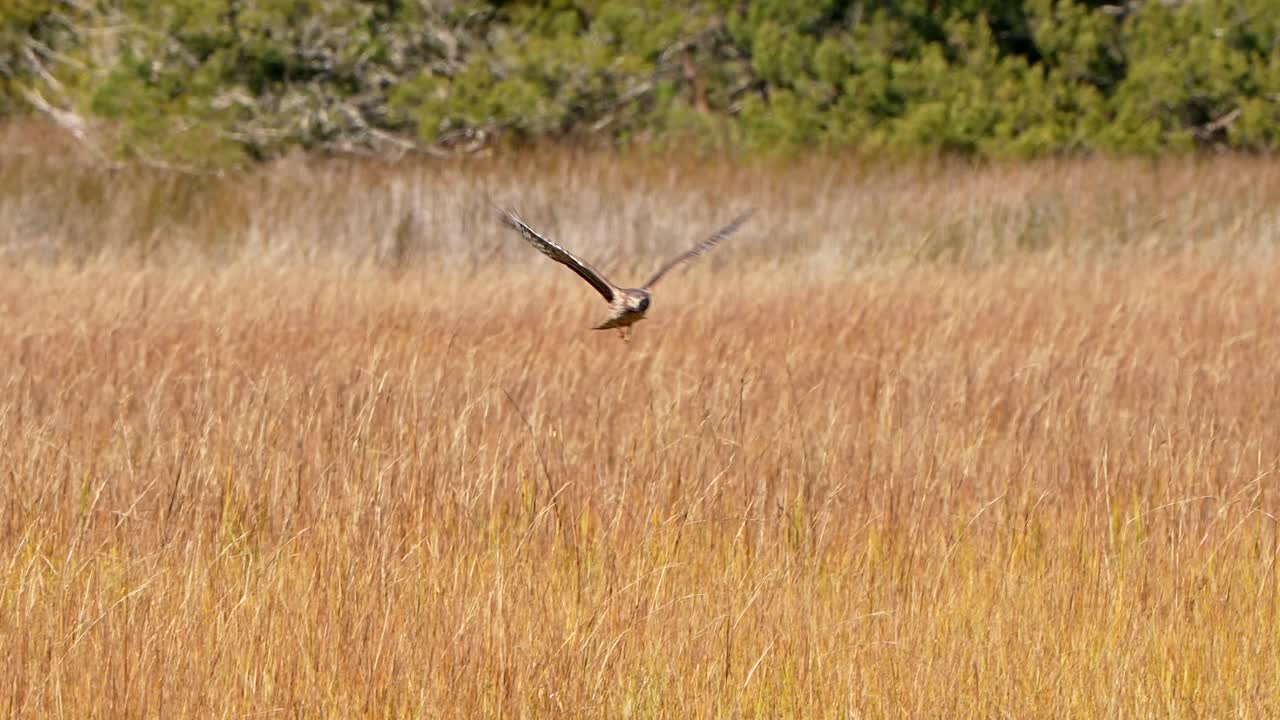 Albanella reale in volo sopra un campo.