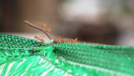 Red-Weaver-Ants-Exploring-Some-Green-Plastic-Netting