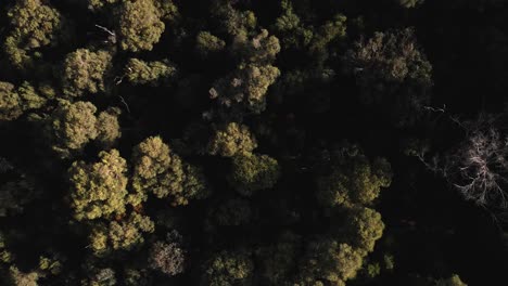 An-onward-moving-bird's-eye-view-footage-of-various-trees-in-the-forest