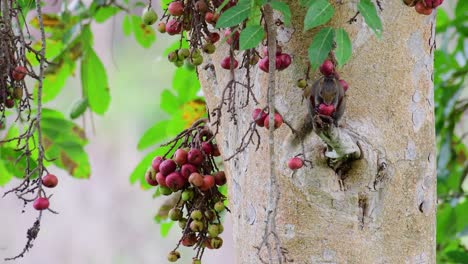 la ardilla de pallas, callosciurus erythraeus, comiendo una fruta casi del tamaño de su cabeza mientras está posada en una rama corta rota de un árbol en el santuario de vida silvestre de huai kha kaeng, tailandia